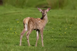 Fawns: Red Deer calf summer Red Deer calf in meadow in summer