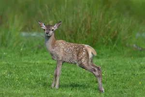 Fawns: Red Deer calf summer Red Deer calf in meadow in summer