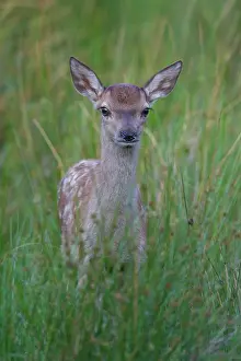 Fawns: Red Deer calf summer Red Deer calf in meadow in summer