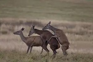 Thames: Red Deer (Cervus elaphus) 3 hinds, standing in grassland