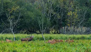 Bellow: Red deer (Cervus elaphus)