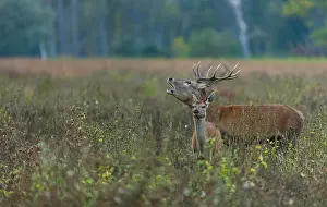 Bellow: Red deer (Cervus elaphus)