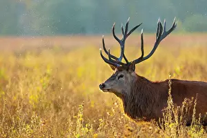 Alava: Red deer (Cervus elaphus)