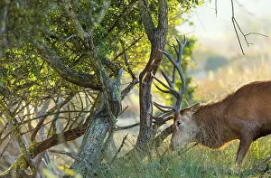 Chemical: Red deer (Cervus elaphus)