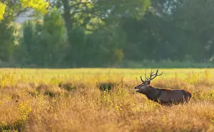 Bellow: Red deer (Cervus elaphus)