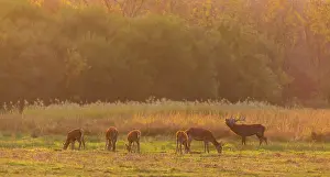 Bellow: Red deer (Cervus elaphus)