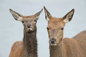 Cervus: Red deer (Cervus elaphus) adult female and juvenile