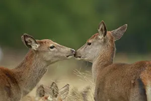 Greet: Red deer (Cervus elaphus) two adult females greeting