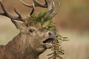 Sound: Red deer (Cervus elaphus) adult male stag roaring