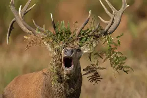 Sound: Red deer (Cervus elaphus) adult male stag roaring