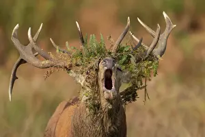 Sound: Red deer (Cervus elaphus) adult male stag roaring