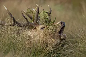 Sound: Red deer (Cervus elaphus) adult male stag roaring