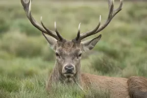Stags: Red deer (Cervus elaphus) adult male stag sitting in grassland