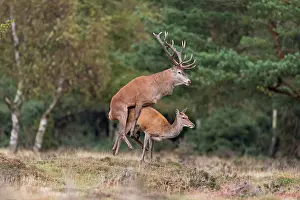 Suffolk: Red Deer (Cervus elaphus) adult pair, stag with