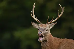 Flehm: Red deer (Cervus elaphus) adult stag performing