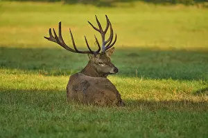 Grasses: Red deer (Cervus elaphus), with antlers lying in the grass