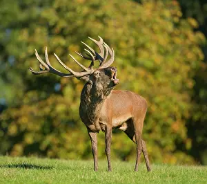Bells: Red Deer (Cervus elaphus) bellowing during rutting