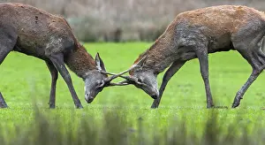 Fight: Two red deer (Cervus elaphus) brockets