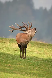 Bells: Red deer (Cervus elaphus) bugeling during rutting