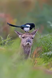 Thames: Red Deer (Cervus elaphus) calf, standing among bracken
