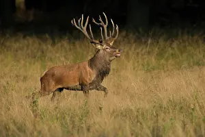 Danmark: Red Deer (Cervus elaphus), Copenhagen, Denmark