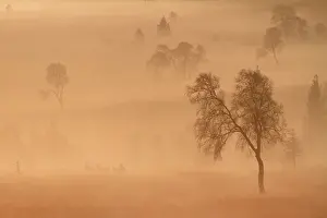 Ardenne: Red Deer (Cervus elaphus) deer herd in the mist
