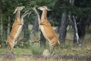 Humour: Red deer (Cervus elaphus) female, Hoge Veluwe National Park