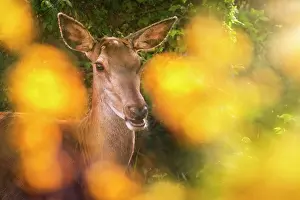 Cervid: Red deer (Cervus elaphus) female deer between th