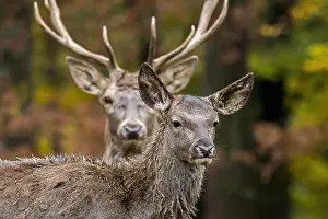 Hunt: Red deer (Cervus elaphus) female, hind and stag
