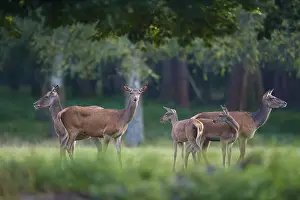 Lights: Red deer (Cervus elaphus), group of hinds