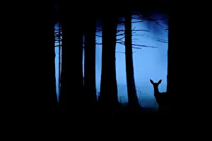 Cervid: Red Deer (Cervus elaphus) hind at the end of the