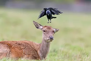 Thames: Red Deer (Cervus elaphus) hind, with Jackdaw (Corvus