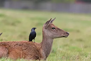 Thames: Red Deer (Cervus elaphus) hind, with Jackdaw (Corvus
