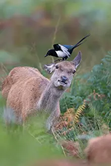 Thames: Red Deer (Cervus elaphus) hind, standing among bracken