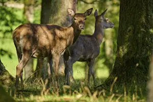 Quiet: Red deer (Cervus elaphus), two hinds standing in the shade of large trees in a quiet forest