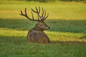 Quiet: Red deer (Cervus elaphus), lying with a calm expression on a sunny meadow