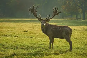Early: Red deer (Cervus elaphus), majestic stag standing in a meadow in the early morning light