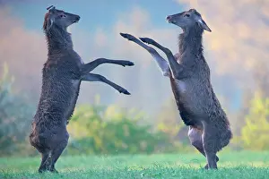 Cervid: Red Deer (Cervus elaphus) male fighting in the spring