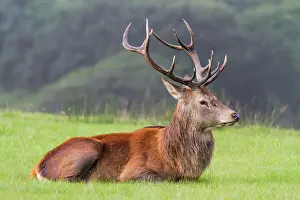 Cymru: Red Deer (Cervus elaphus), male laying down, Wales