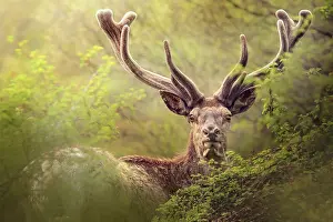 Glances: Red deer (Cervus elaphus) male looking in the ca