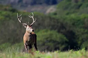Cymru: Red deer (Cervus elaphus), male, standing in grass