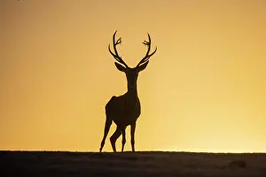 Antlers: Red deer (Cervus elaphus), male, strong antlers