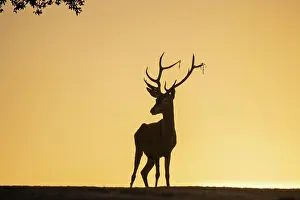 Antlers: Red deer (Cervus elaphus), male, strong antlers