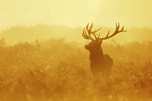 Richmond: Red deer (Cervus elaphus), mature stag, shrouded