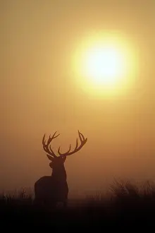 London: Red deer (Cervus elaphus), mature stag, shrouded