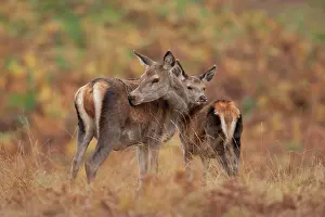 Adolescent: Red deer (Cervus elaphus) mother and juvenile fawn