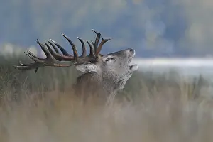 Tall: Red Deer (Cervus elaphus), powerful stag