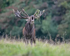 Danmark: Red deer (Cervus elaphus), Royal Stag near forest