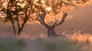 Danmark: Red deer (Cervus elaphus), Royal Stag resting at
