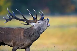 Bellow: Red deer (Cervus elaphus), royal stag roaring, portrait